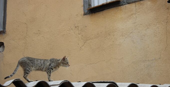 Photo Cat Spaying or Neutering