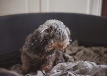 How to Deal with Pet Hair on Holiday Clothes and Furniture