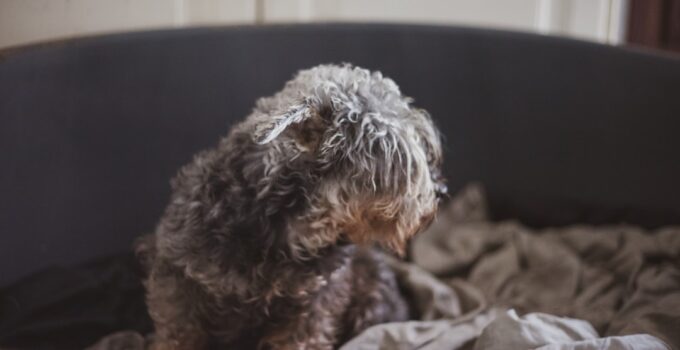 Photo Pet Hair