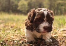 How to Introduce Your New Puppy to Christmas Celebrations
