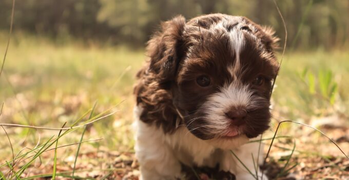 Photo puppy introductions