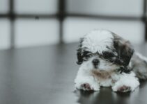 How to Introduce Your New Puppy to Christmas Celebrations