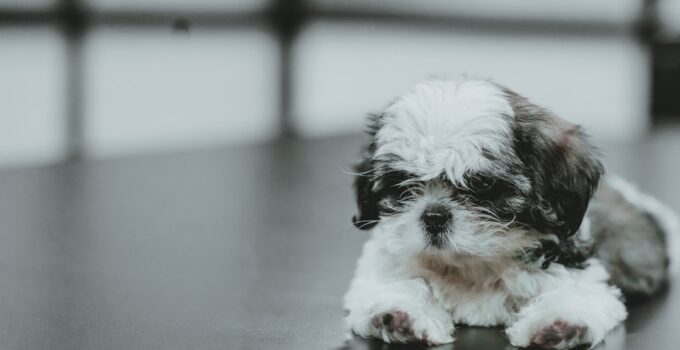 Photo puppy introductions