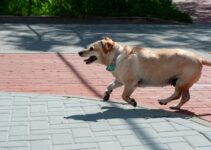 How to Exercise Your Dog When It’s Too Cold Outside How to Exercise Your Dog When It’s Too Cold Outside