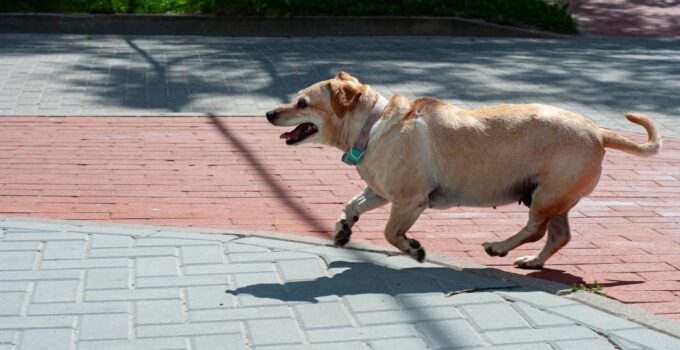Photo Exercise Dog