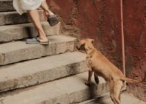 How to Keep Your Dog from Begging at Christmas Dinner