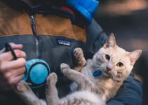 How to Create a Pet Emergency Kit for Holiday Travel