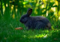 How to Keep Your Rabbit Safe from Christmas Decoration Hazards How to Keep Your Rabbit Safe from Christmas Decoration Hazards