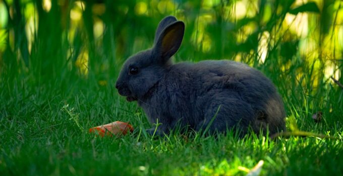 Photo Rabbit Safety