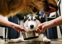 How to Maintain Your Pet’s Feeding Schedule During Holidays