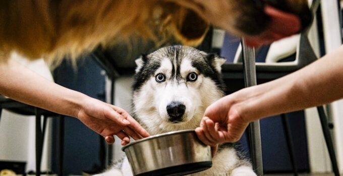 Photo Pet Feeding Schedule