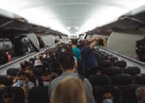 How to Travel with Your Dog on an Airplane