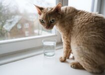 How to Keep Your Cat Hydrated with a Real Christmas Tree