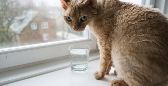 Photo Cat Hydrated