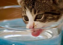 How to Keep Your Cat Hydrated with a Real Christmas Tree How to Keep Your Cat Hydrated with a Real Christmas Tree