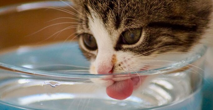 Photo Cat Hydrated