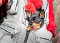 How to Travel with Your Dog on an Airplane How to Travel with Your Dog on an Airplane