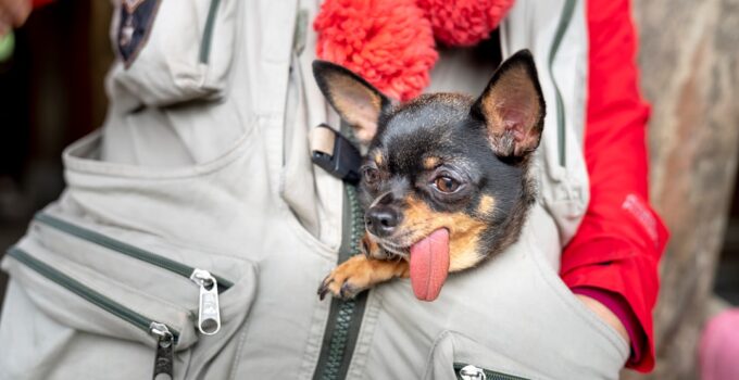 Photo Travel with Your Dog on an Airplane