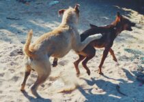 How to Exercise Multiple Dogs During Winter Holiday Break