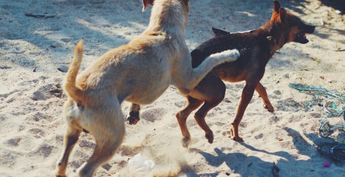Photo Exercise Multiple Dogs