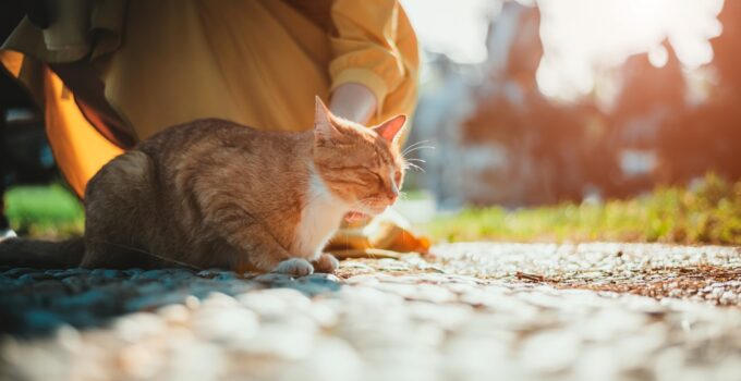 Photo Pets Routine Consistent