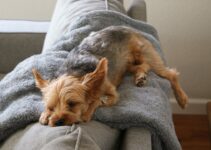 How to Keep Your Senior Pet Comfortable During Holiday Stress