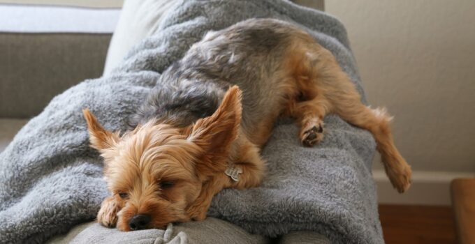 Photo Senior Pet Comfortable