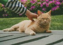 How to Groom Your Pet Before Holiday Family Photos