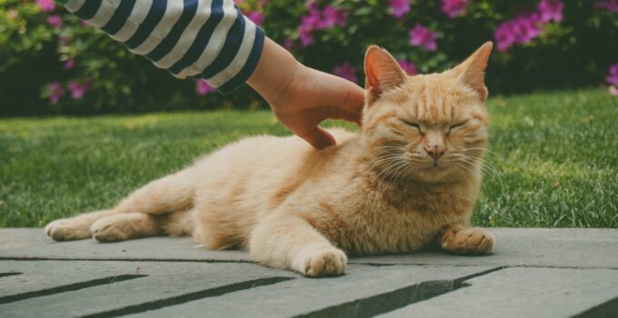Photo Groom Your Pet