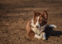 How to Keep Your Puppy from Chewing on Christmas Lights