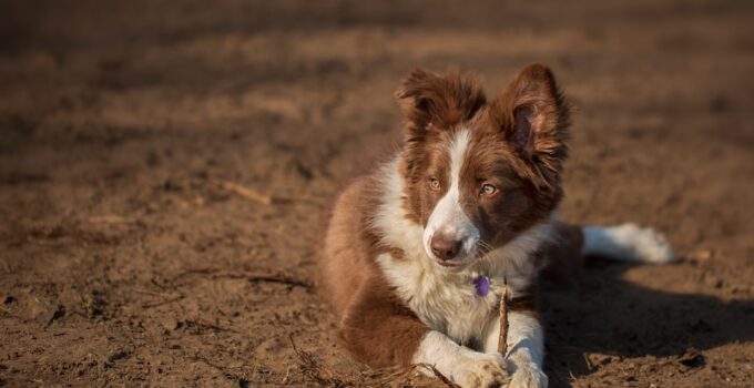 Photo Puppy Chewing