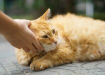 How to Help Your Pet Adjust to Post-Holiday Schedule Changes How to Help Your Pet Adjust to Post-Holiday Schedule Changes