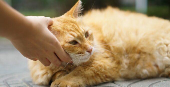 Photo Pet Adjustments