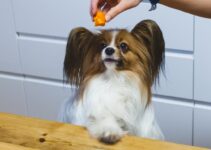 How to Recognize Food Bloat in Dogs During Holiday Season