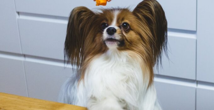 Photo Food Bloat in Dogs