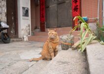 How to Keep Outdoor Cats Safe During Cold Christmas Weather
