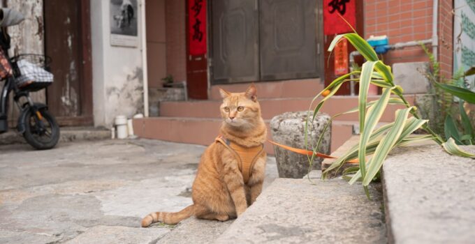 Photo Outdoor Cats Safe