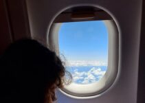 How to Travel by Plane with Your Pet During Holidays
