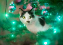 How to Make a Pet-Safe Christmas Wreath for Your Home How to Make a Pet-Safe Christmas Wreath for Your Home