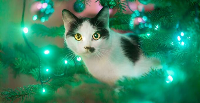 Photo Pet-Safe Christmas Wreath