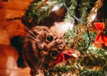 How to Prevent Your Cat from Drinking Christmas Tree Water