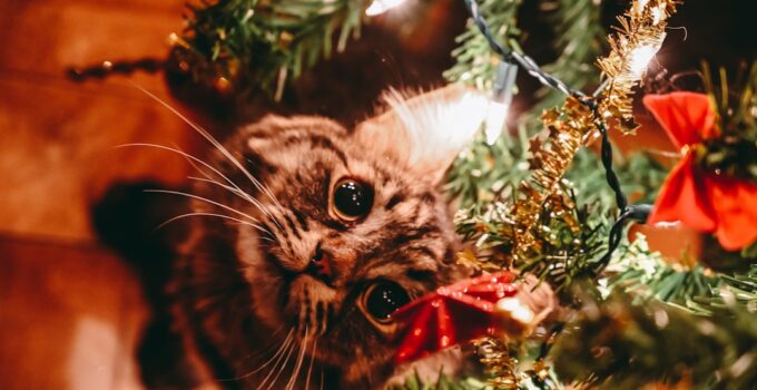 Photo Prevent Cat Drinking Christmas Tree Water