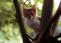 How to Choose the Right Pet Camera for Monitoring During Travel How to Choose the Right Pet Camera for Monitoring During Travel