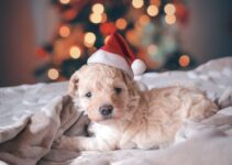 How to Help Your Rescue Pet Through Their First Christmas