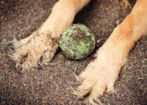 How to Stop Your Dog from Digging Holes in the Yard How to Stop Your Dog from Digging Holes in the Yard