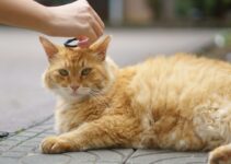 How to Administer Medication to Your Cat How to Administer Medication to Your Cat