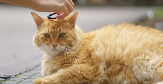 Photo Administer Medication to Your Cat
