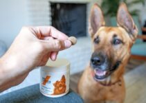 How to Take Care of a Pet for the First Time How to Take Care of a Pet for the First Time