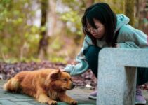How to Train a Pet Using Positive Reinforcement