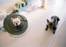 How to Keep Your Pet Healthy and Active